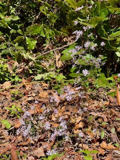 2024 Lutheridge Relief Trip 54